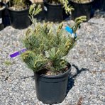 Borovica hladká (Pinus strobus) ´MACOPIN´ - výška 40-60 cm, ø 30-40 cm, kont. C10L